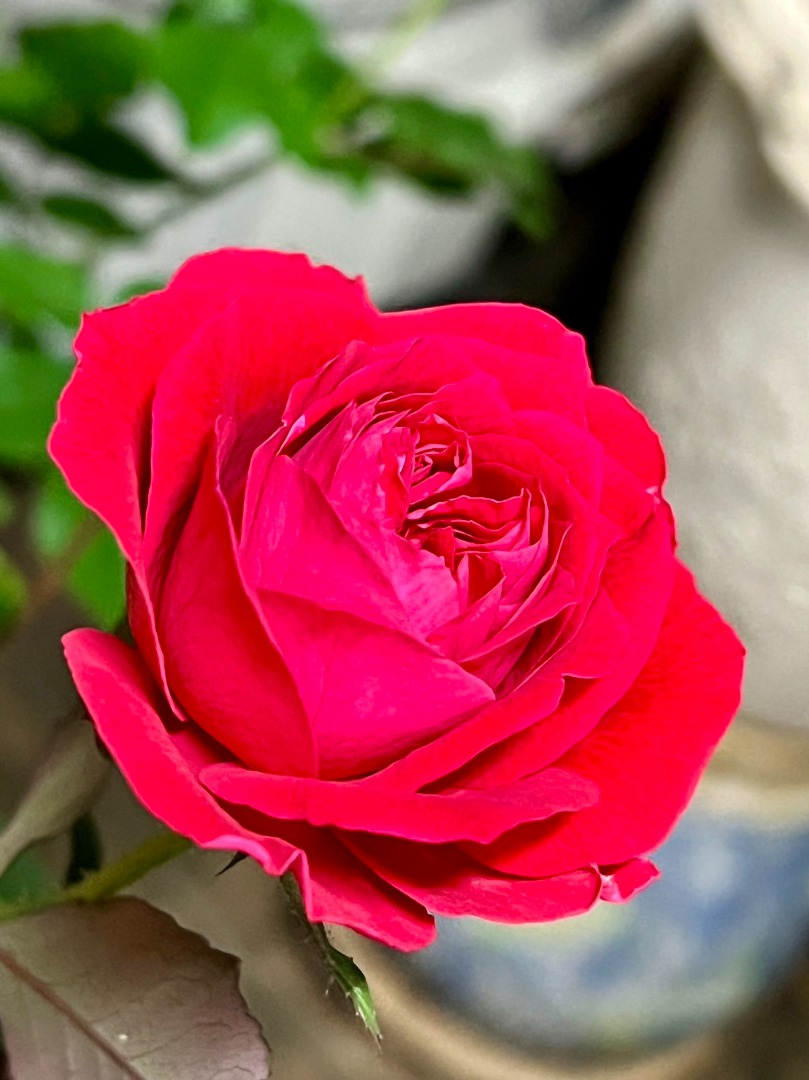 9、	My Rose