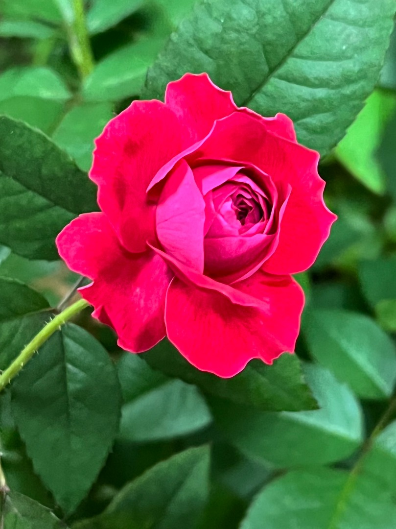 4、My Rose