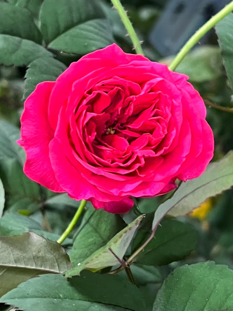 4、My Rose