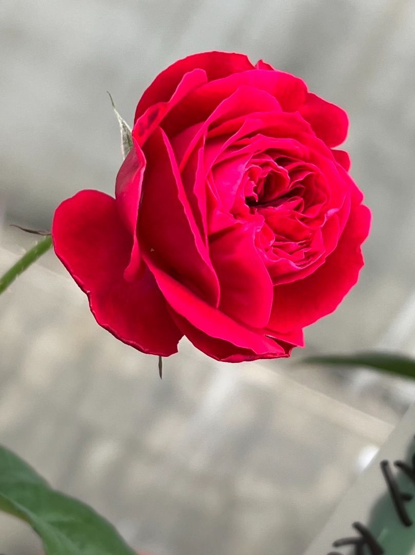 9、My Rose