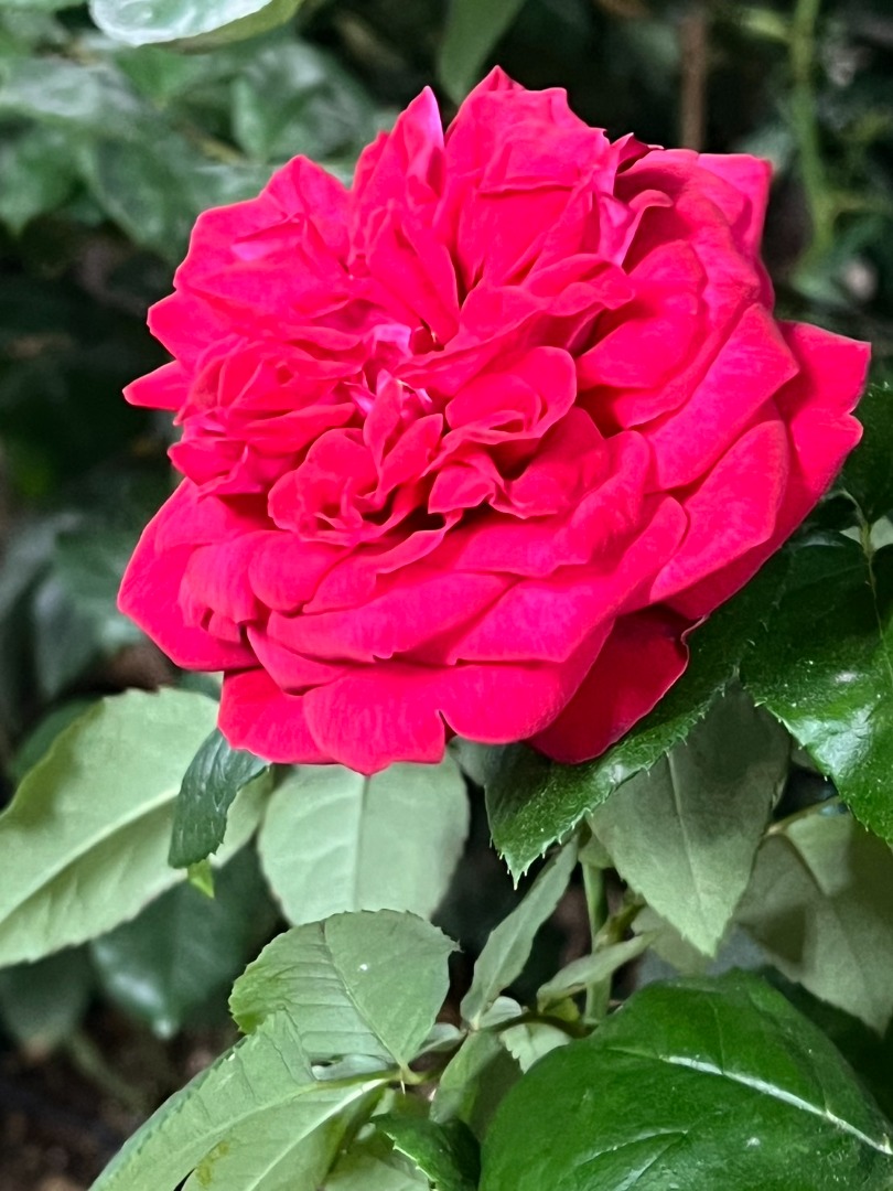 11、My Rose