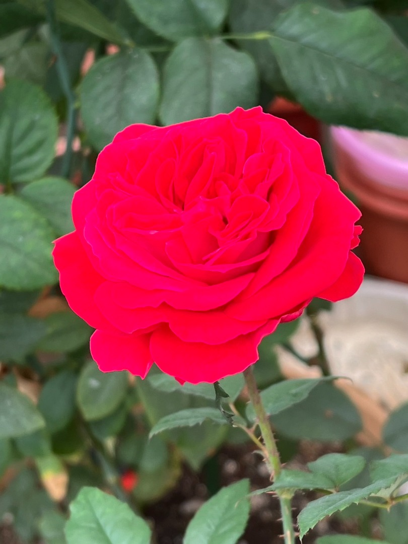 17、My Rose