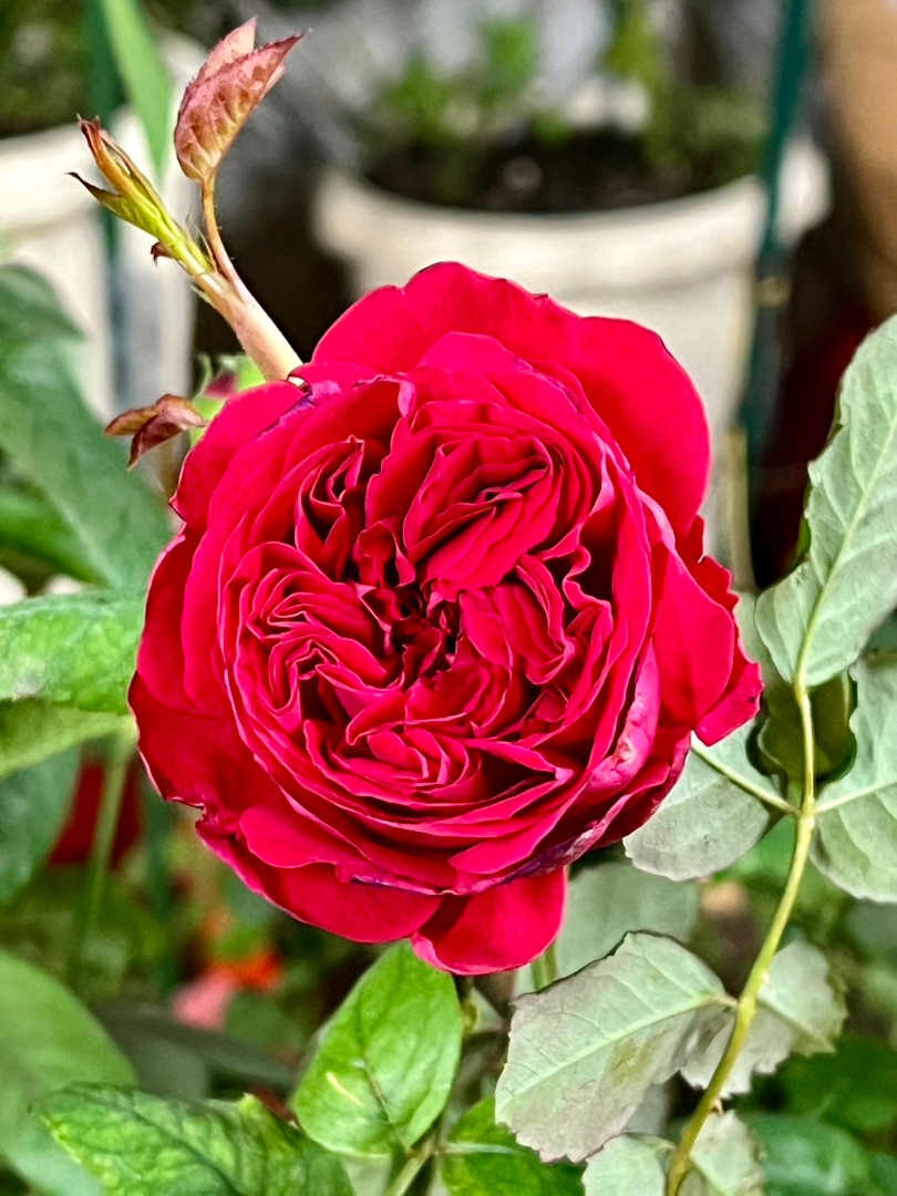 16、My Rose