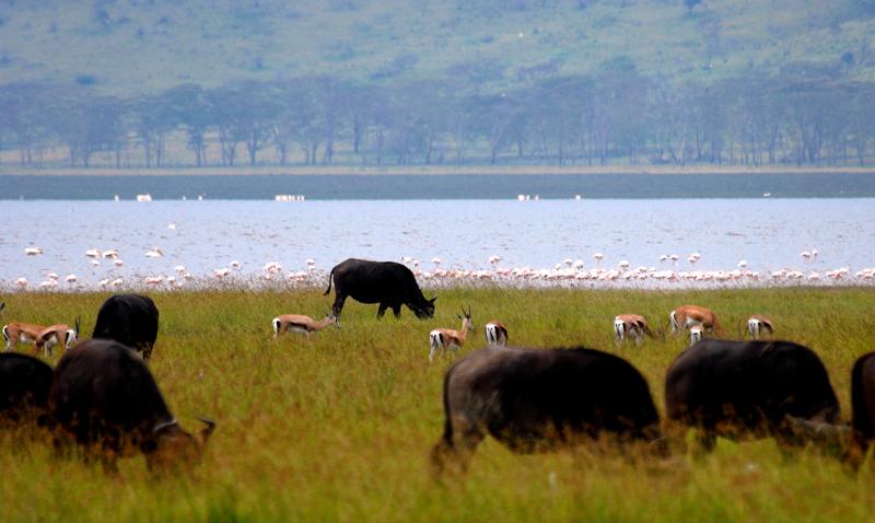 496-納古魯湖-非洲水牛