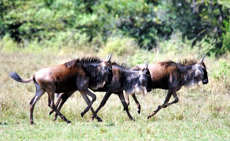 01-肯亞-馬賽馬拉-狂奔的小牛羚