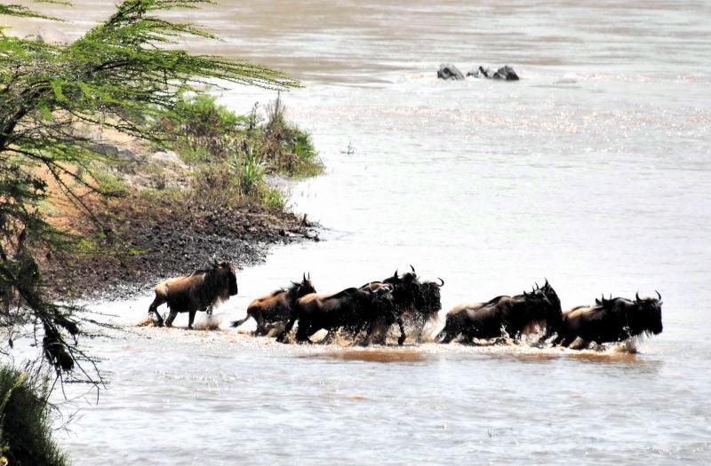 04-肯亞-馬賽馬拉-牛羚-渡過馬拉河