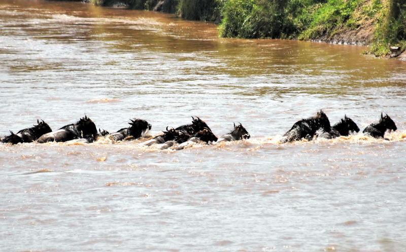 07-肯亞-馬賽馬拉-牛羚-渡過馬拉河