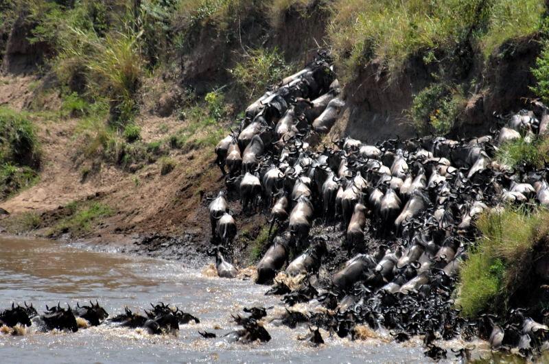 08-肯亞-馬賽馬拉-牛羚-渡過馬拉河