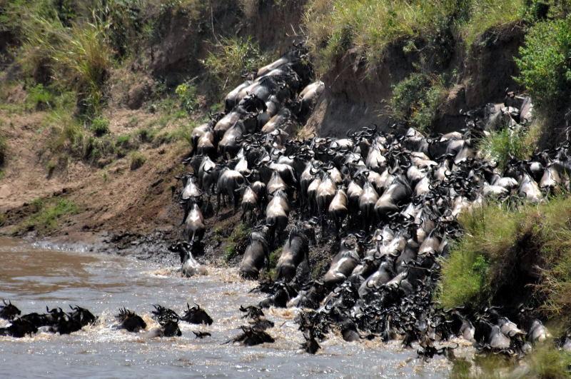 09-肯亞-馬賽馬拉-牛羚-渡過馬拉河