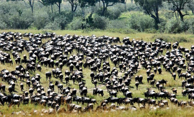 10-肯亞-馬賽馬拉-牛羚-渡過馬拉河後聚集