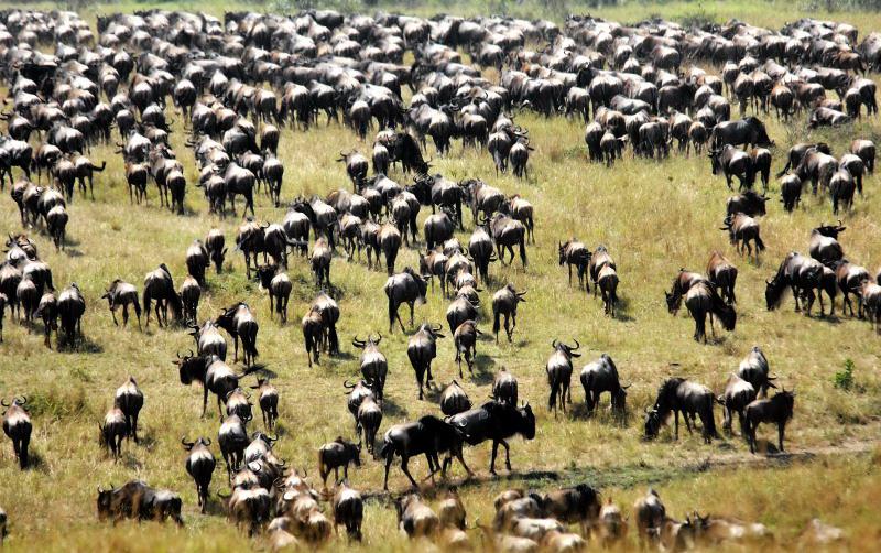 11-肯亞-馬賽馬拉-牛羚-渡過馬拉河後聚集