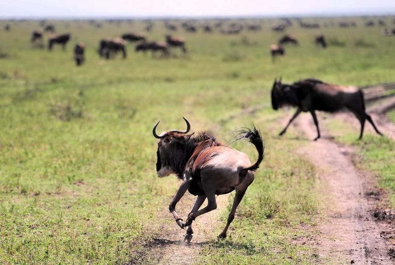 13-肯亞-馬賽馬拉-牛羚-渡過馬拉河後狂奔慶祝