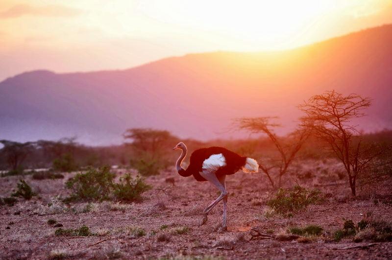 22-肯亞-山布魯公園-藍腿索馬利鴕鳥-黃昏背景