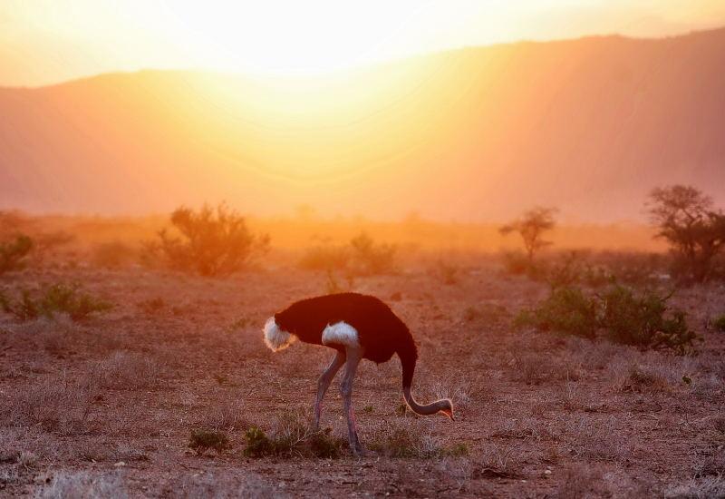 24-肯亞-山布魯公園-藍腿索馬利鴕鳥-黃昏背景