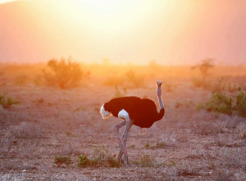 25-肯亞-山布魯公園-藍腿索馬利鴕鳥-黃昏背景