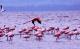 3. 小紅鸛_Lesser Flamingo
