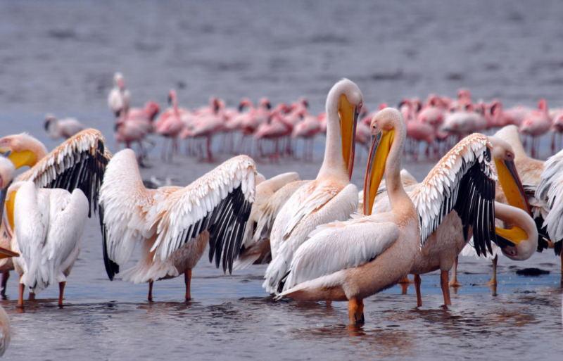 208-納古魯湖的鵜鶘鳥群