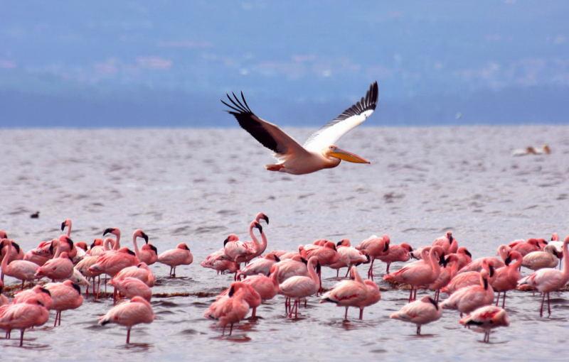 230-納古魯湖的鵜鶘鳥群