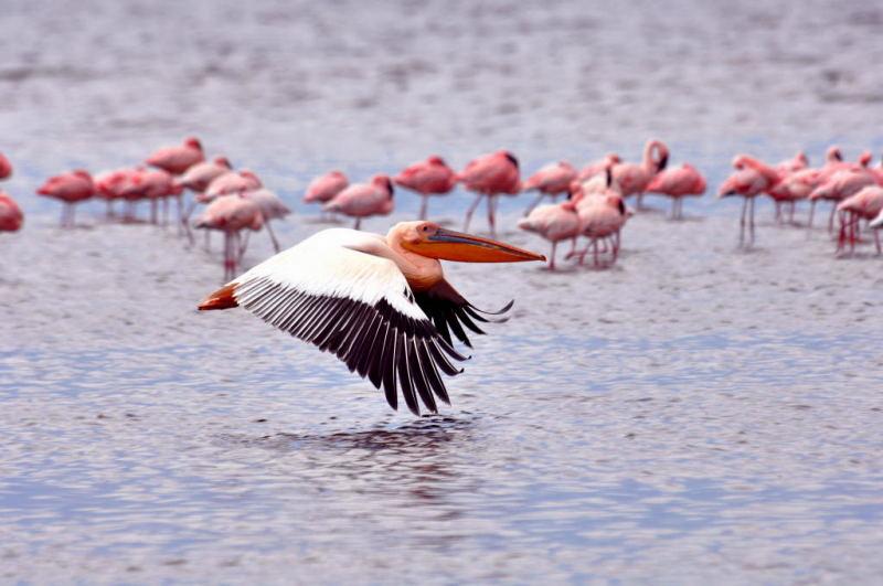 252-納古魯湖的鵜鶘鳥群