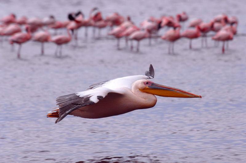 268-納古魯湖的鵜鶘鳥群
