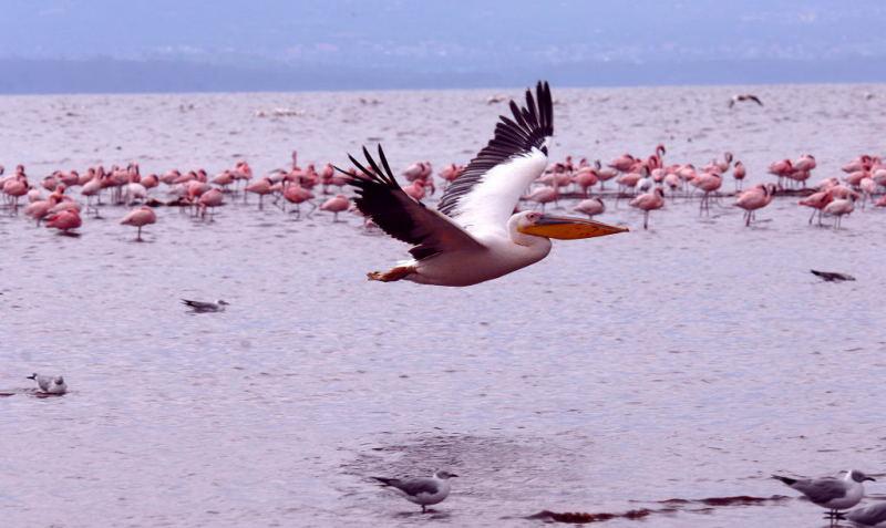 271-納古魯湖的鵜鶘鳥群