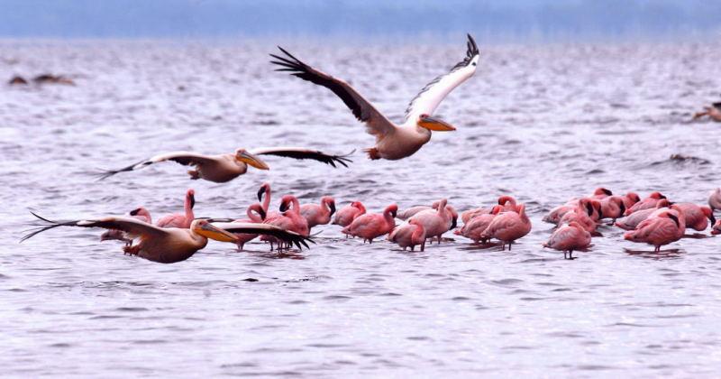 282-納古魯湖的鵜鶘鳥群