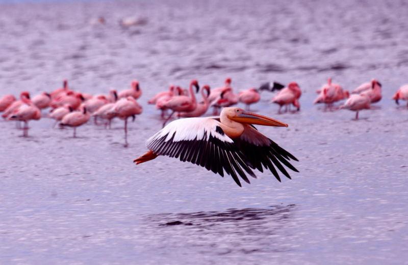 290-納古魯湖的鵜鶘鳥群