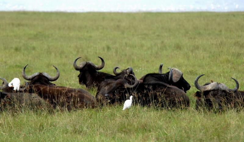 492-納古魯湖-非洲水牛