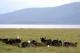 5. 納古魯湖的大型動物_Lake Nakuru National Park