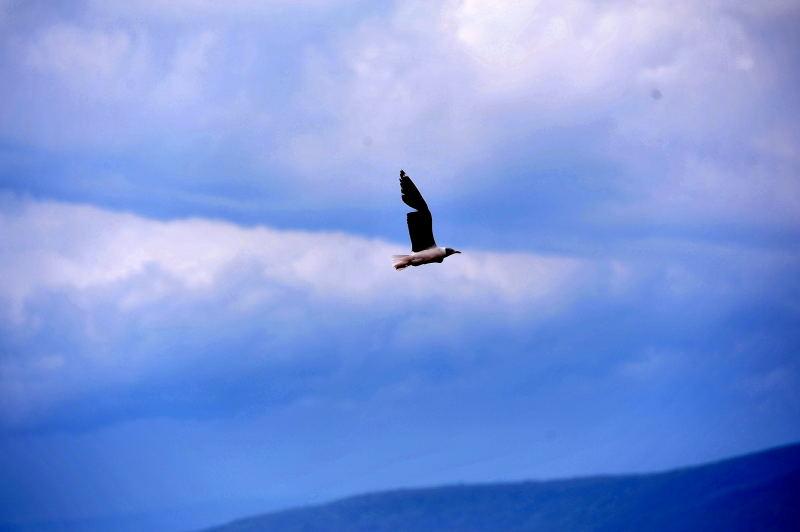 370-納古魯湖的-鳥群