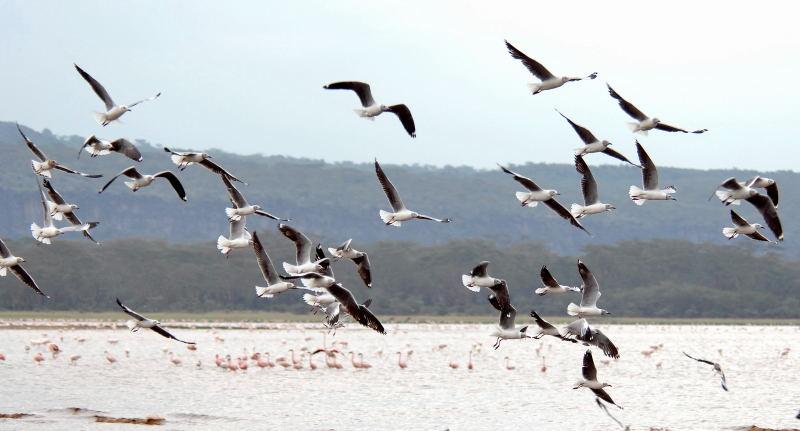 378-納古魯湖的-鳥群