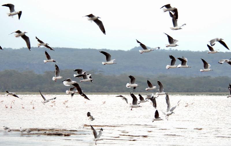 380-納古魯湖的-鳥群