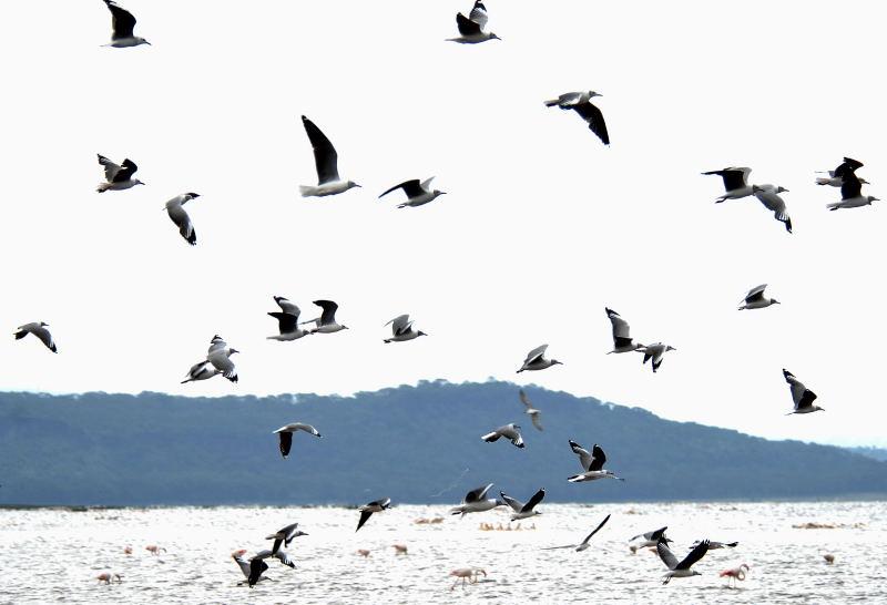 388-納古魯湖的-鳥群