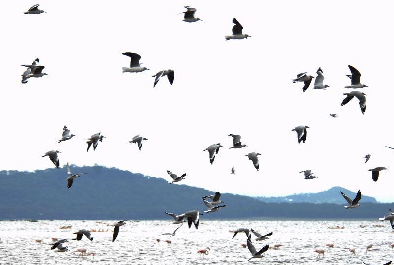 389-納古魯湖的-鳥群
