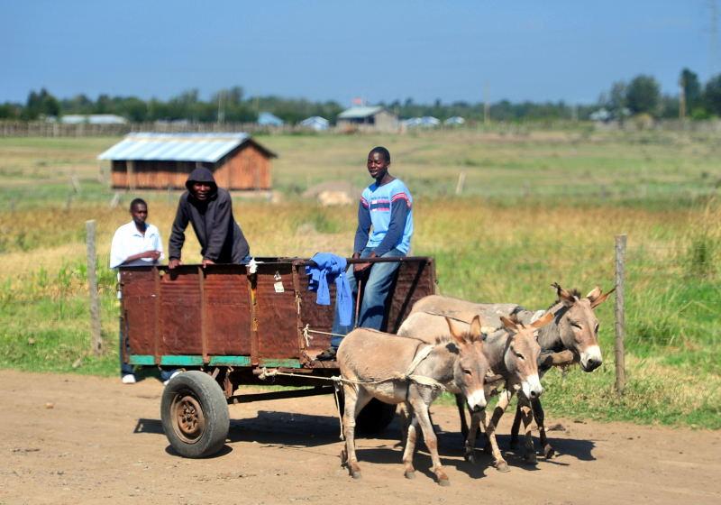 1097-往甜水區的路上-運土方的驢車