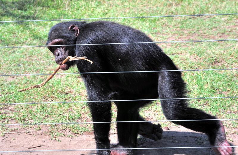 1278-肯亞-甜水區-黑猩猩保育區