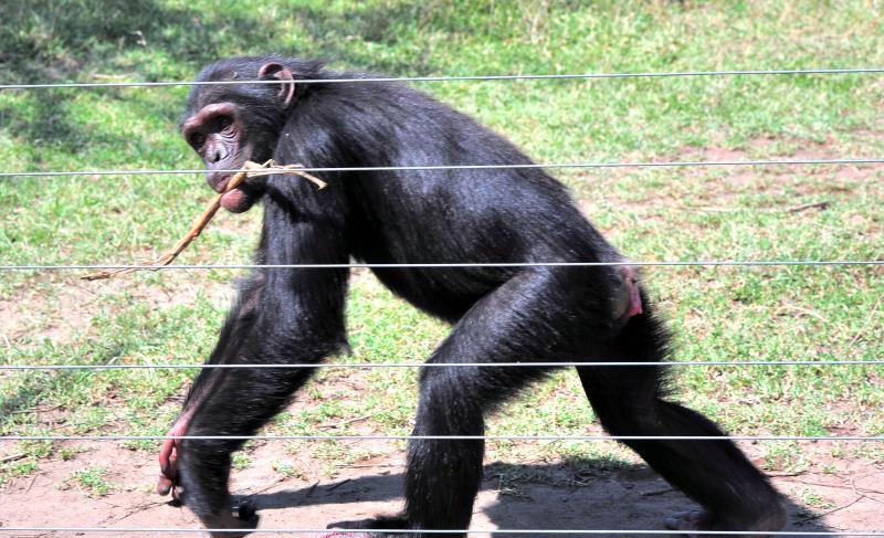 1279-肯亞-甜水區-黑猩猩保育區