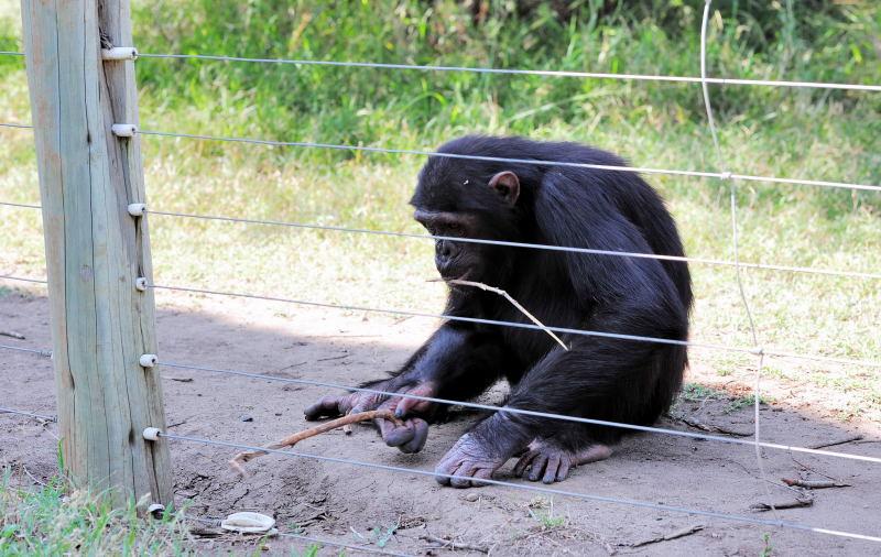 1281-肯亞-甜水區-黑猩猩保育區