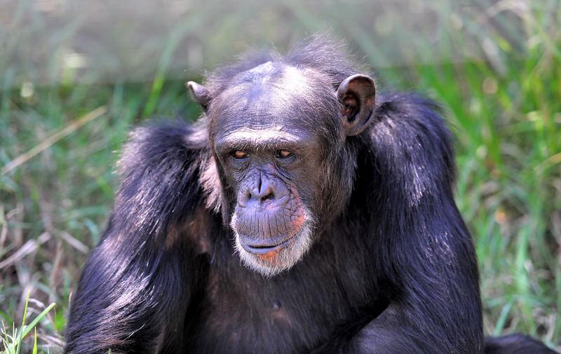 1283-肯亞-甜水區-黑猩猩保育區