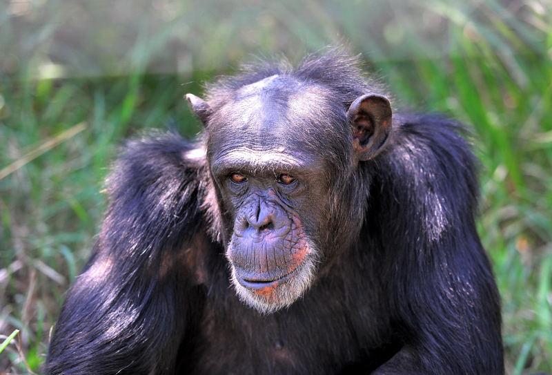 1284-肯亞-甜水區-黑猩猩保育區