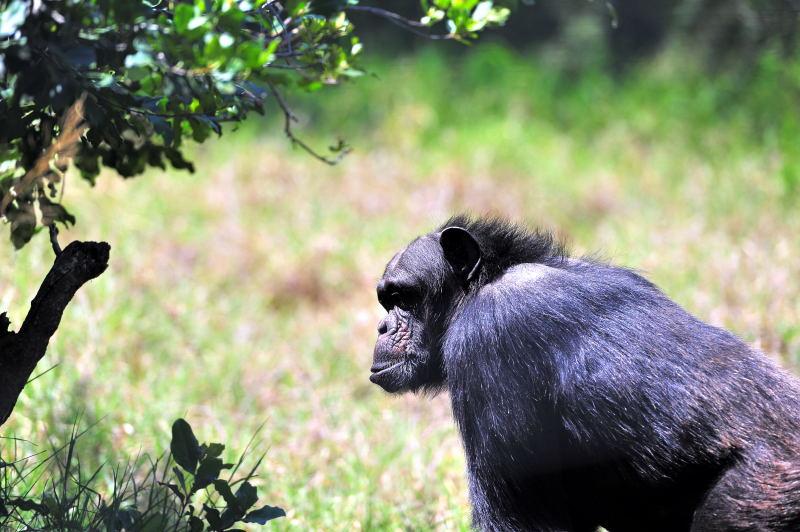 1285-肯亞-甜水區-黑猩猩保育區