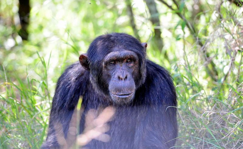 1292-肯亞-甜水區-黑猩猩保育區