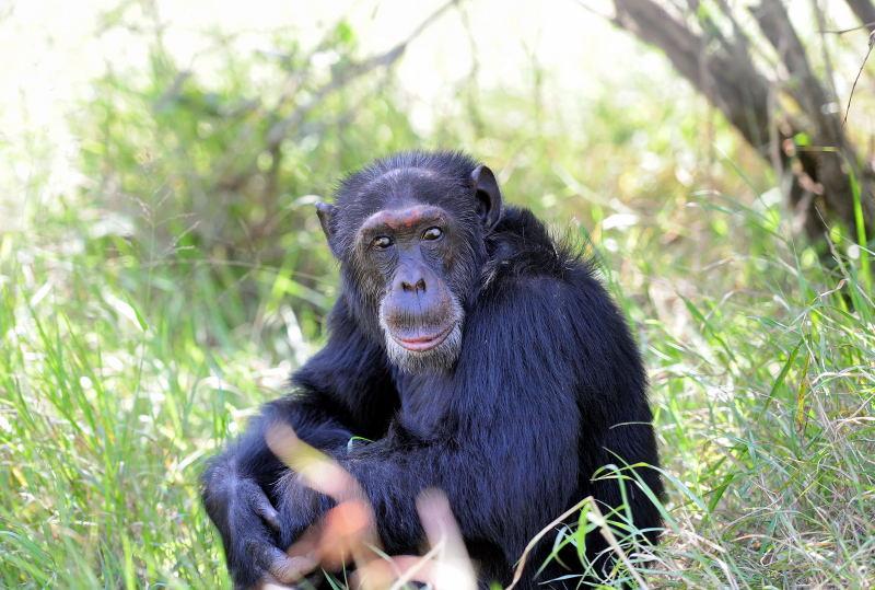 1295-肯亞-甜水區-黑猩猩保育區