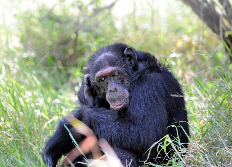 1296-肯亞-甜水區-黑猩猩保育區
