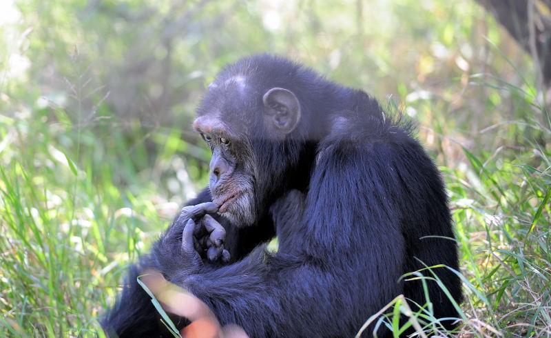 1298-肯亞-甜水區-黑猩猩保育區