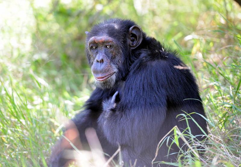 1304-肯亞-甜水區-黑猩猩保育區