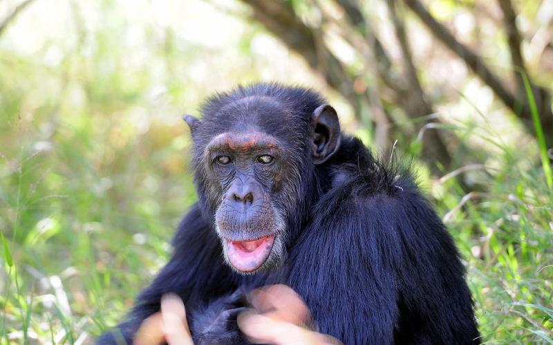 1306-肯亞-甜水區-黑猩猩保育區