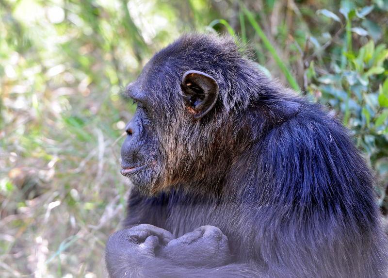 1307-肯亞-甜水區-黑猩猩保育區