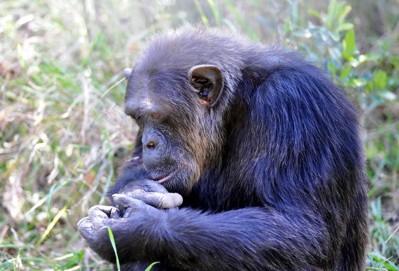 1308-肯亞-甜水區-黑猩猩保育區