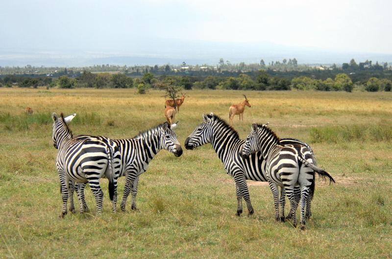 1706-肯亞-山布魯公園-斑馬